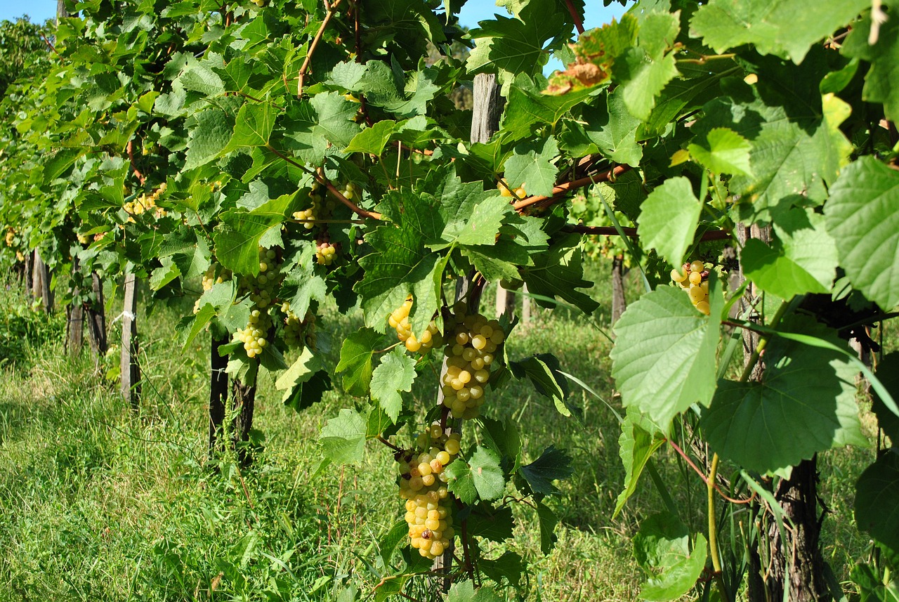 How to Grow Grapes in Your Backyard